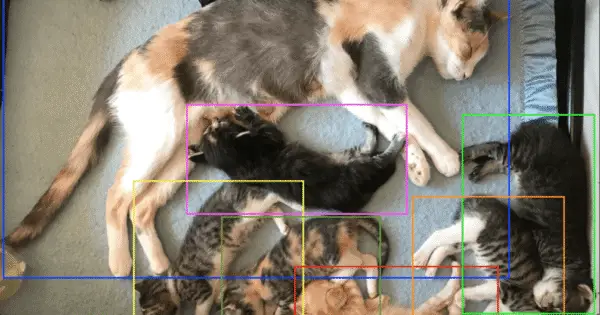 A mother cat and her sleeping kittens.