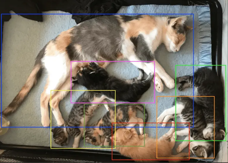 A mother cat and her sleeping kittens.