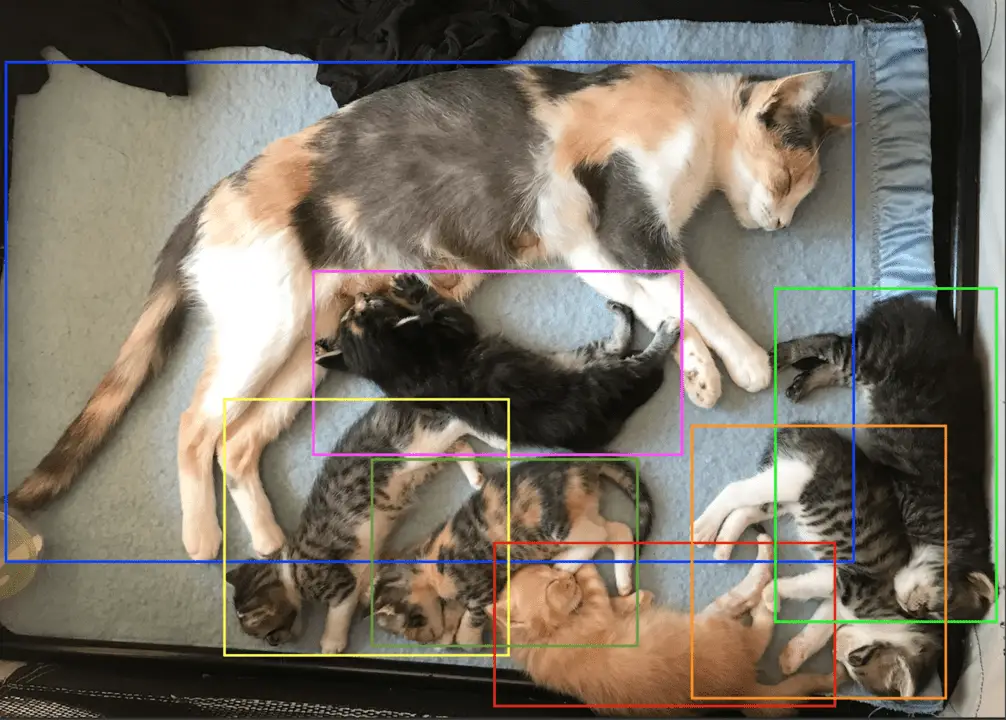 A mother cat and her sleeping kittens.