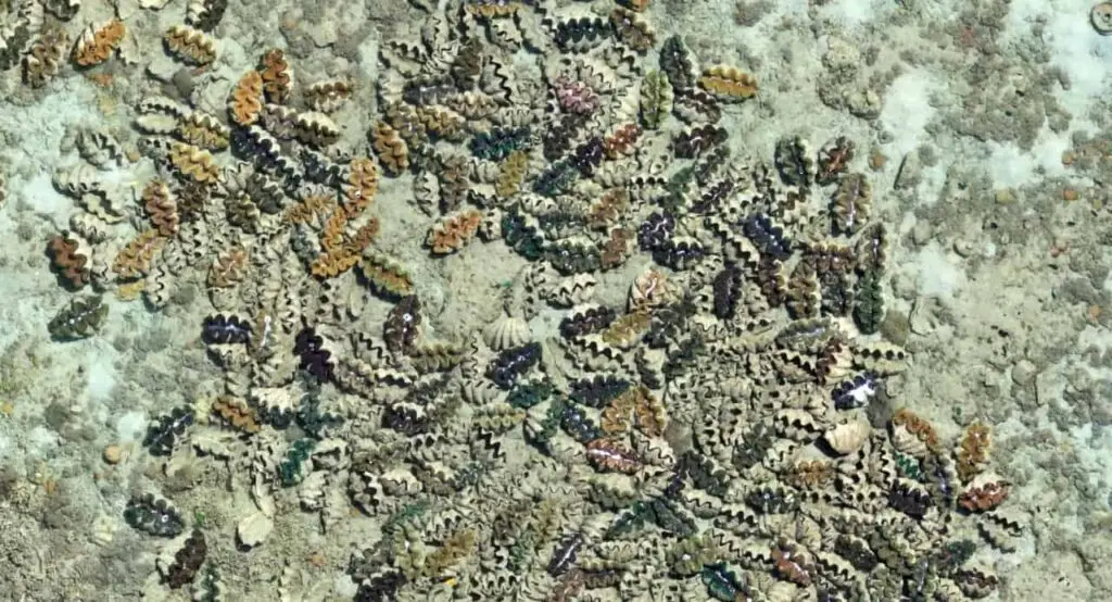 Colourful seashells scattered on sandy ocean floor.