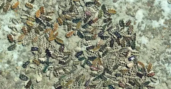 Colourful seashells scattered on sandy ocean floor.