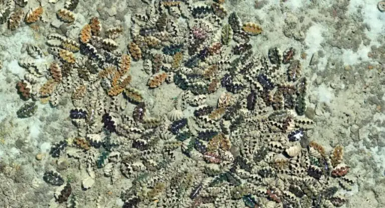 Colourful seashells scattered on sandy ocean floor.