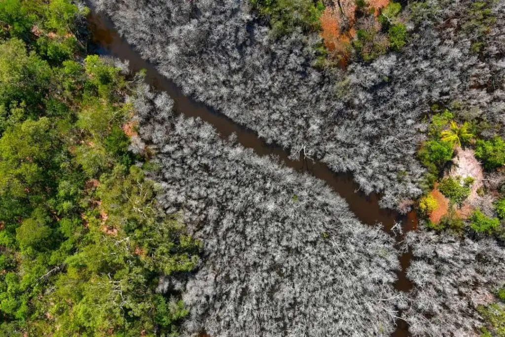 Aerial view of contrasting green and grey vegetation.