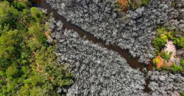 Aerial view of contrasting green and grey vegetation.