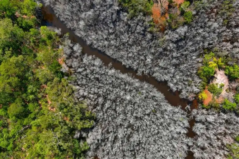 Aerial view of contrasting green and grey vegetation.