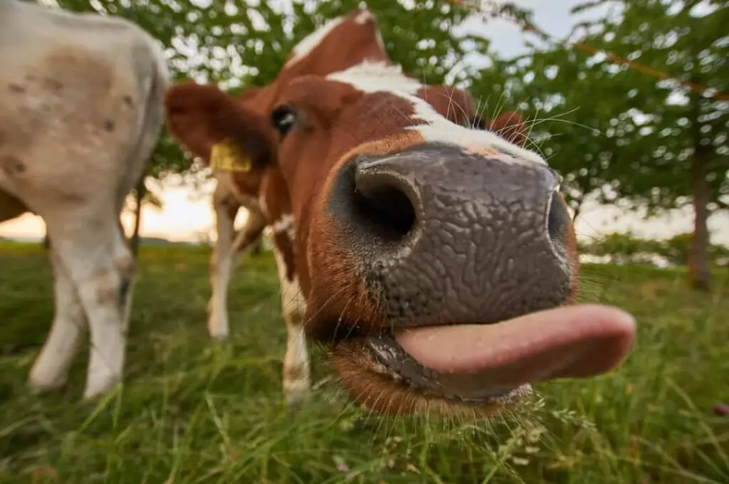Close-up of a cow's nose in grass.