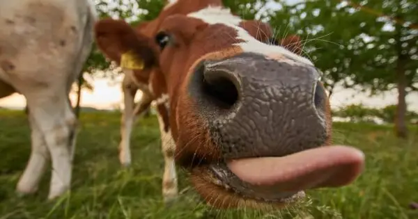 Close-up of a cow's nose in grass.