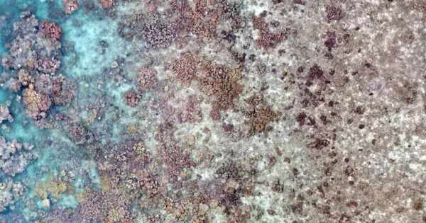 Aerial view of vibrant coral reef.