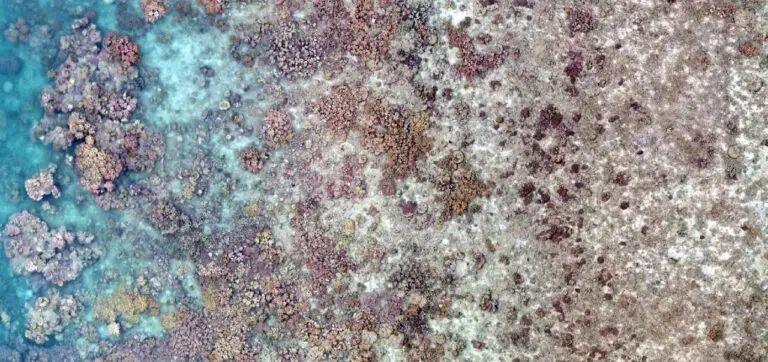 Aerial view of vibrant coral reef.