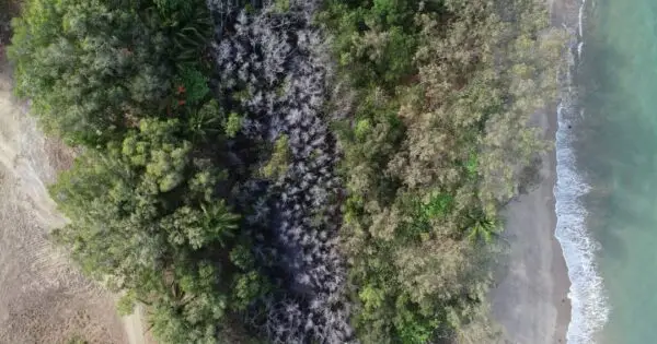 Aerial view of beach and coastal vegetation.