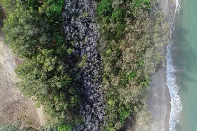 Aerial view of beach and coastal vegetation.