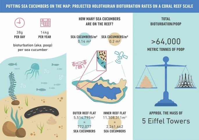 sea cucumber population map