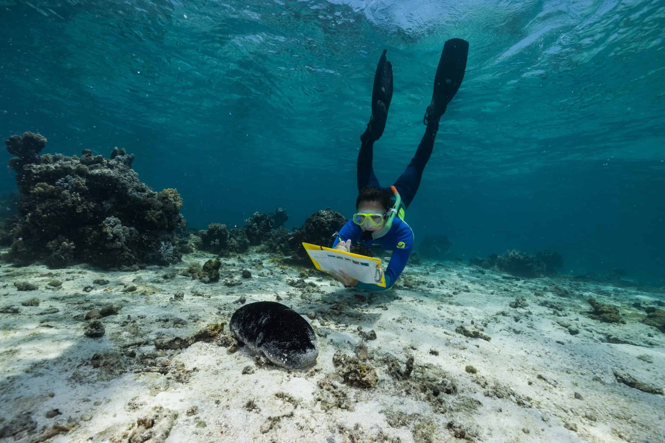 Joan Li, Female Scientist diving on great barrier reef photographing sea cucumbers. Photograph by Grumpy Turtle Creative