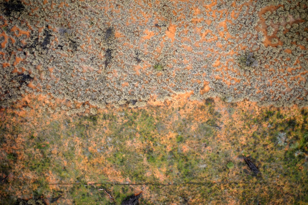 Drone imagery of buffel grass