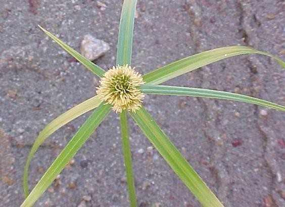 Navua Sedge (Cyperus aromaticus)