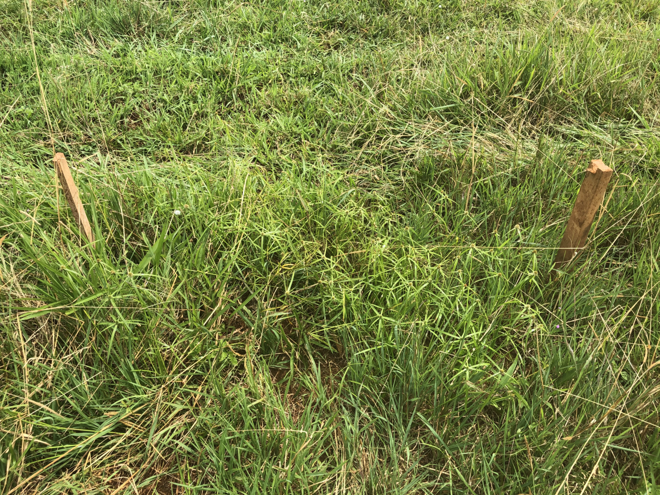 grasses on the cattle farm