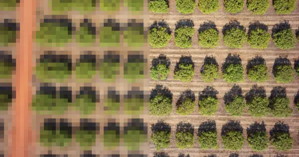Aerial view of neatly arranged green trees.