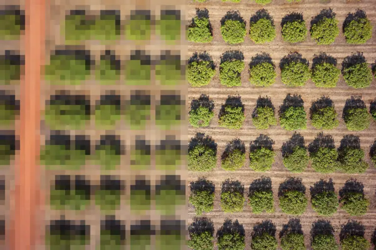 Aerial view of neatly arranged green trees.
