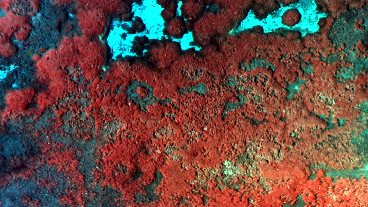 multispectral drone imagery of coral