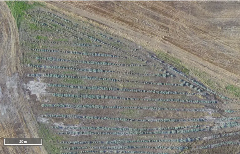 Aerial view of neatly arranged crop fields.