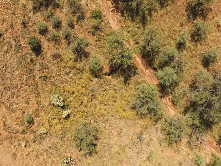 Rangeland management using drones