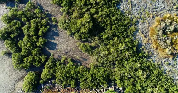 Aerial view of lush greenery and rocky shore.