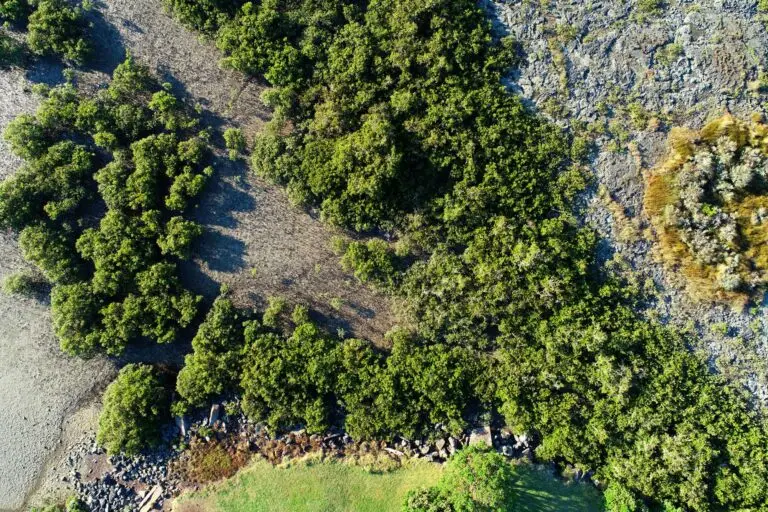 Aerial view of lush greenery and rocky shore.