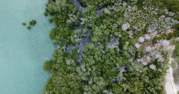 Aerial view of lush mangrove forest and water.