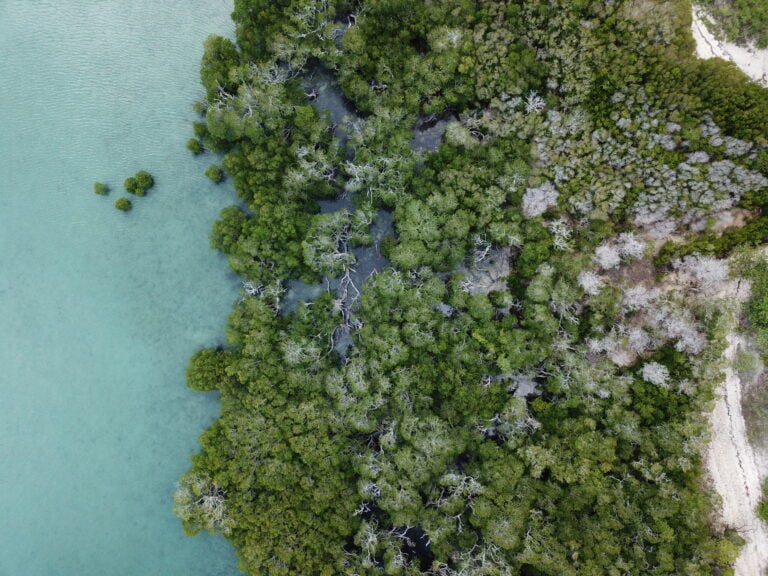 Aerial view of lush mangrove forest and water.