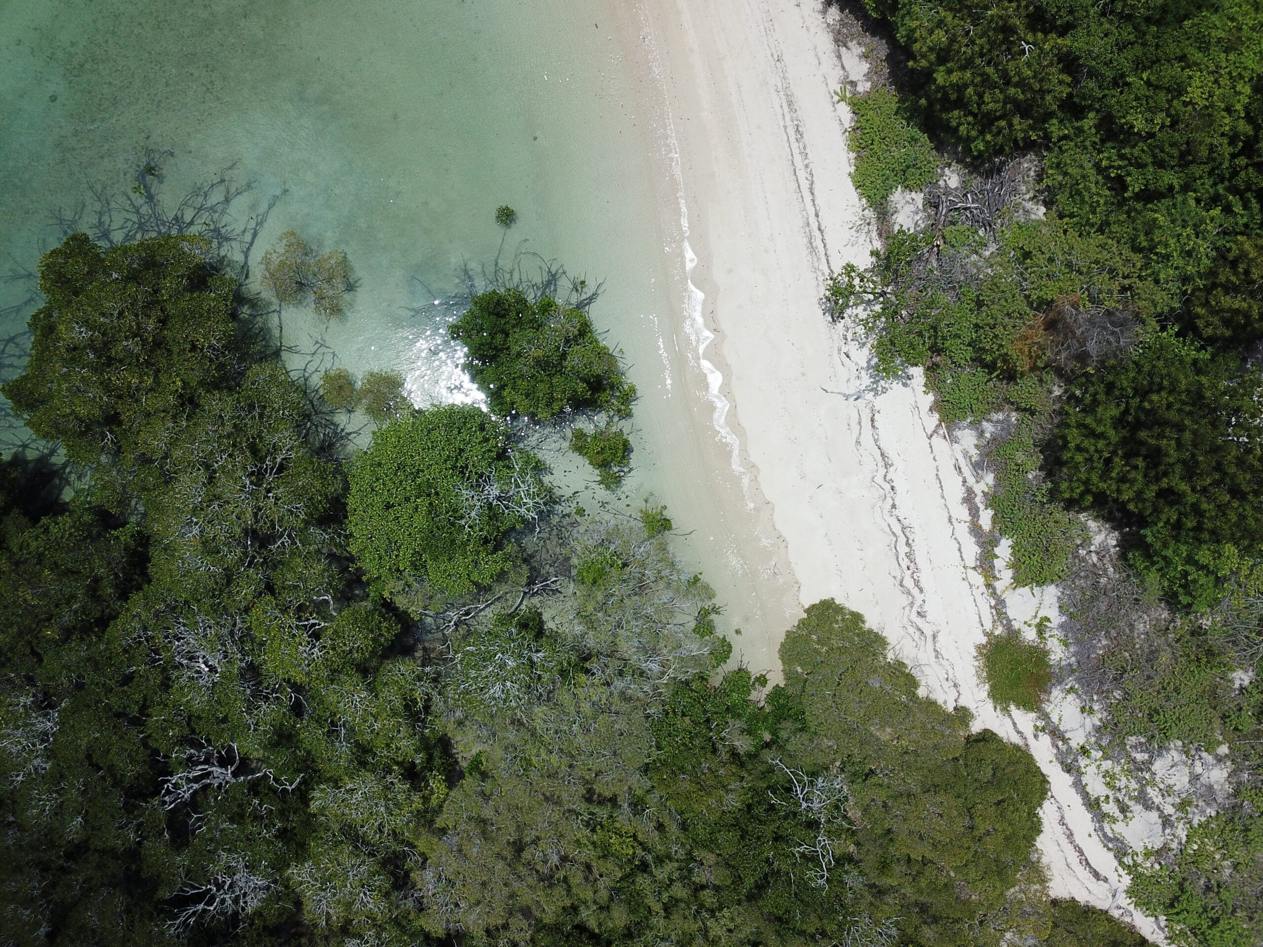 Drone image from the data collected at Orpheus Island (1/3)