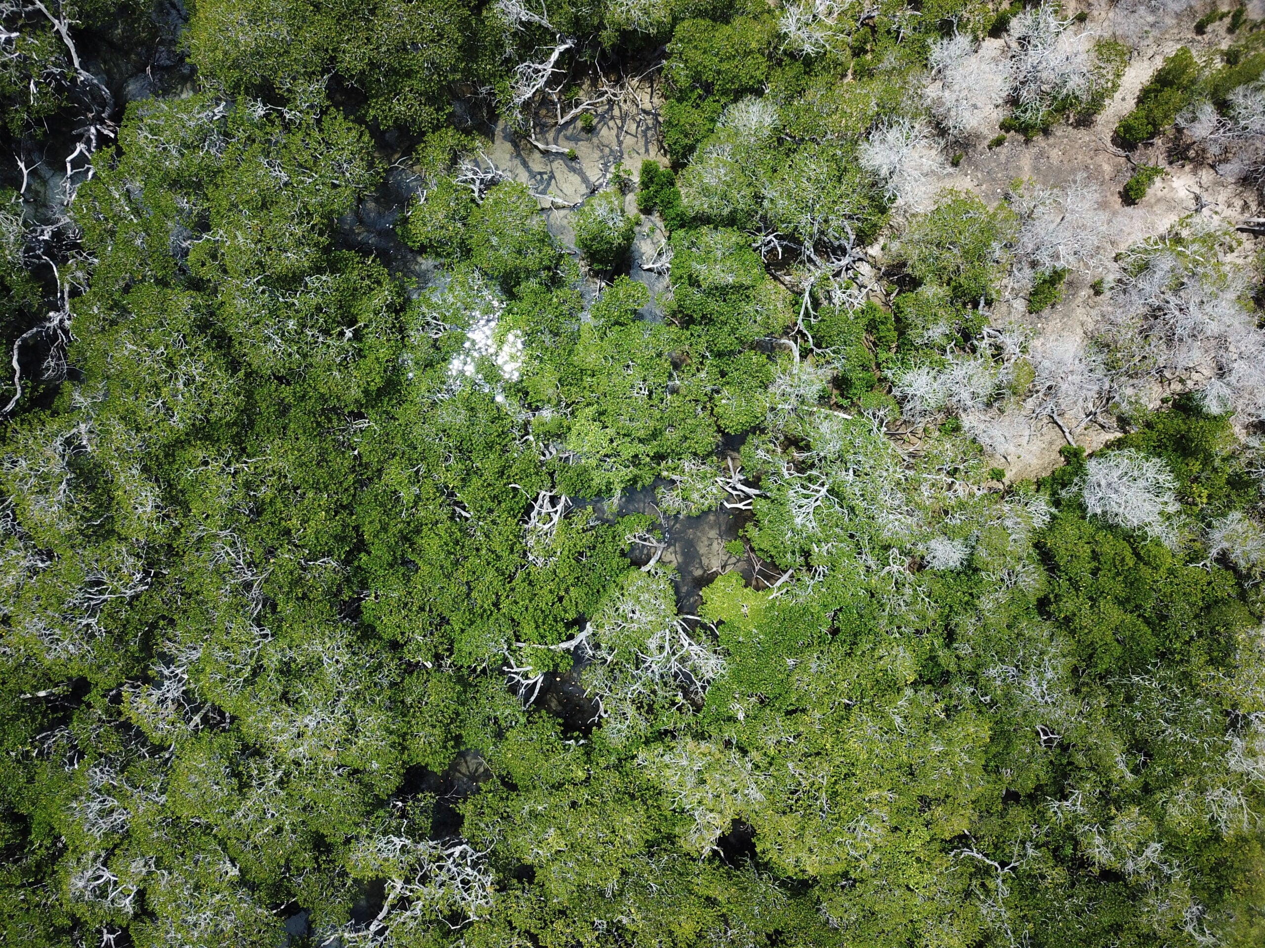 Drone image from the data collected at Orpheus Island (3/3)