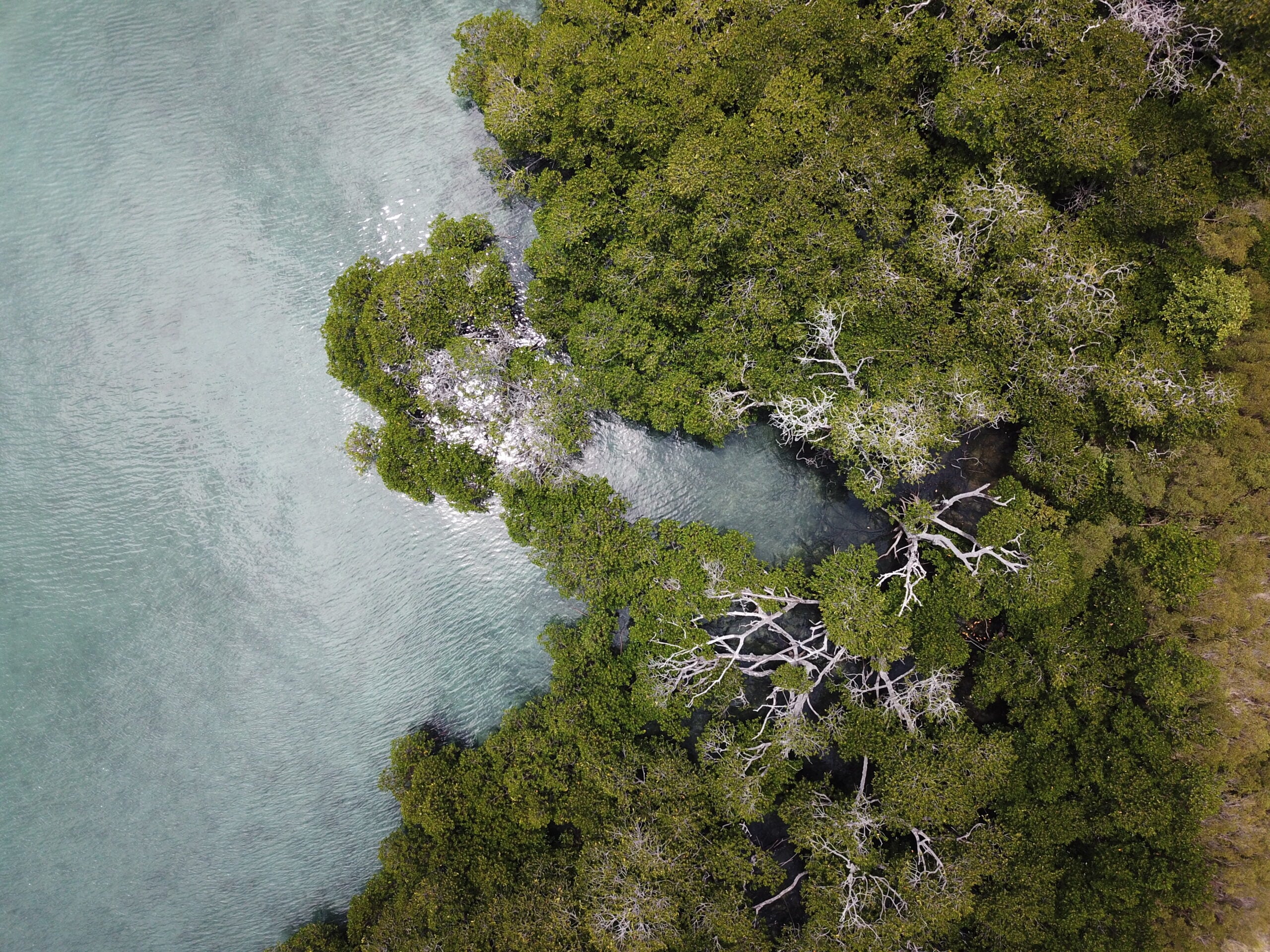 Drone image from the data collected at Orpheus Island (1/3)