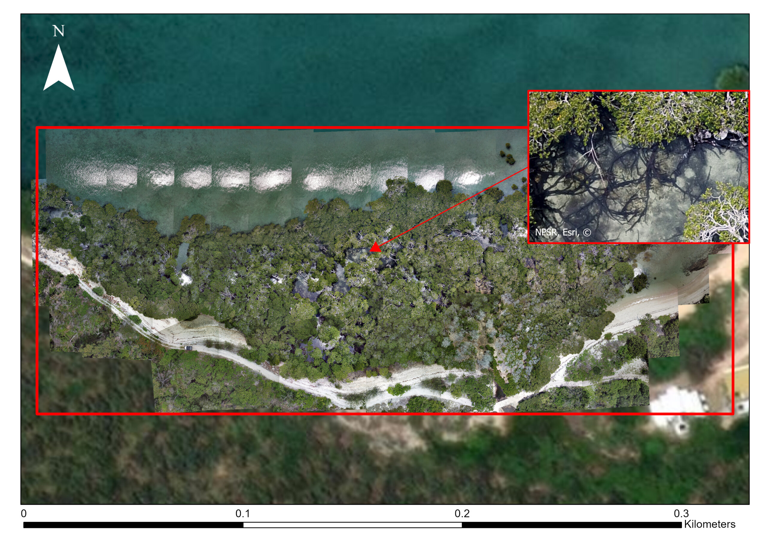 Mangrove conservation - drone images