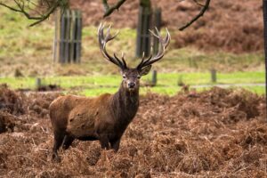 Red Deer Stag