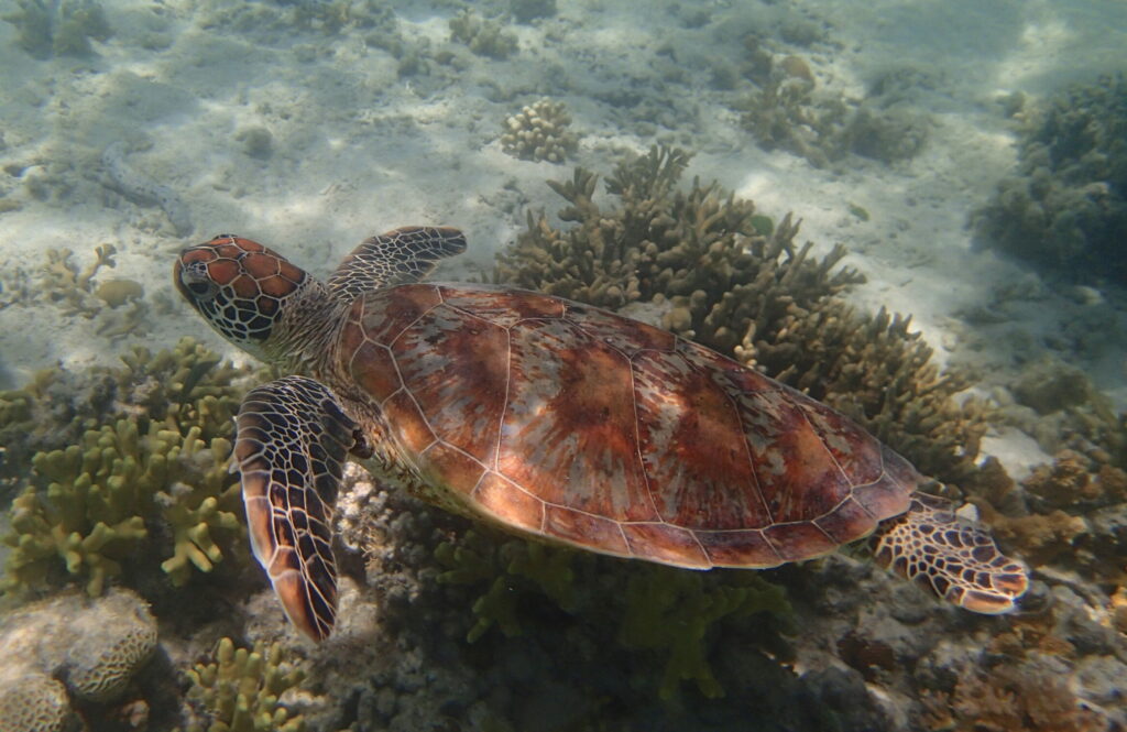 Green Sea Turtle Conservation