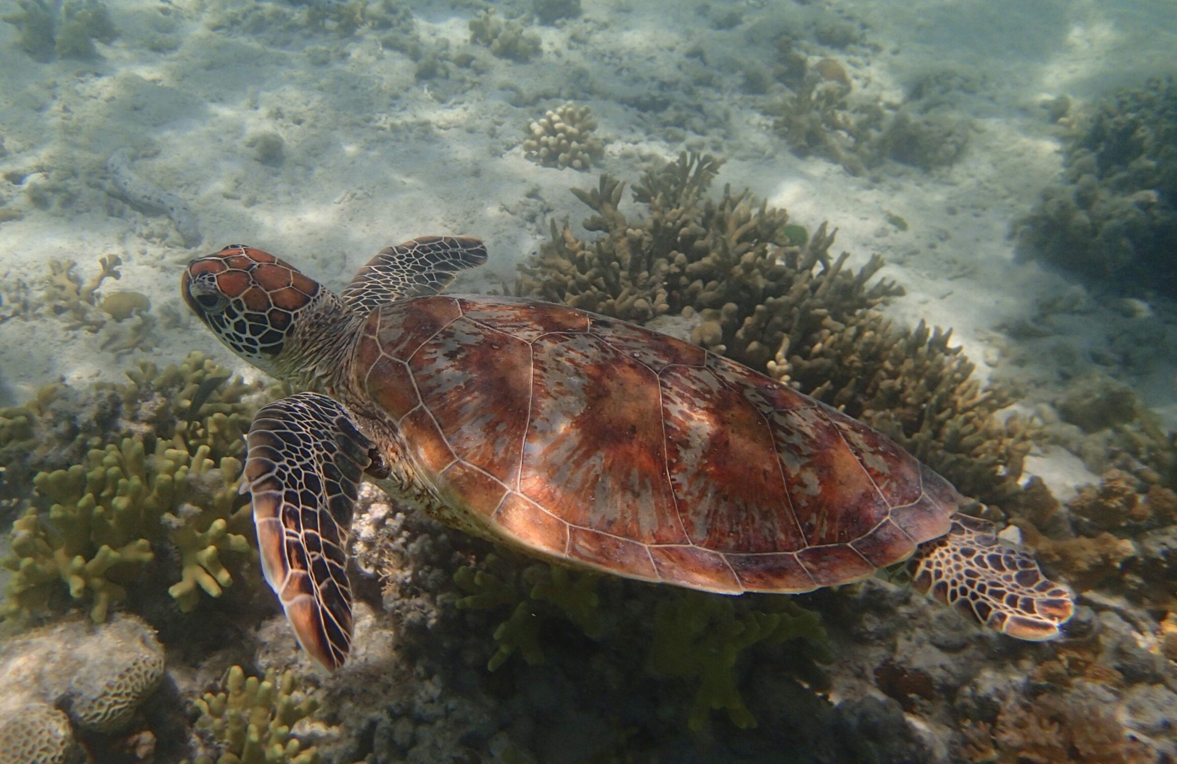 Green Sea Turtle Conservation