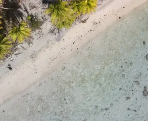Aerial view of a sandy beach and palm trees.