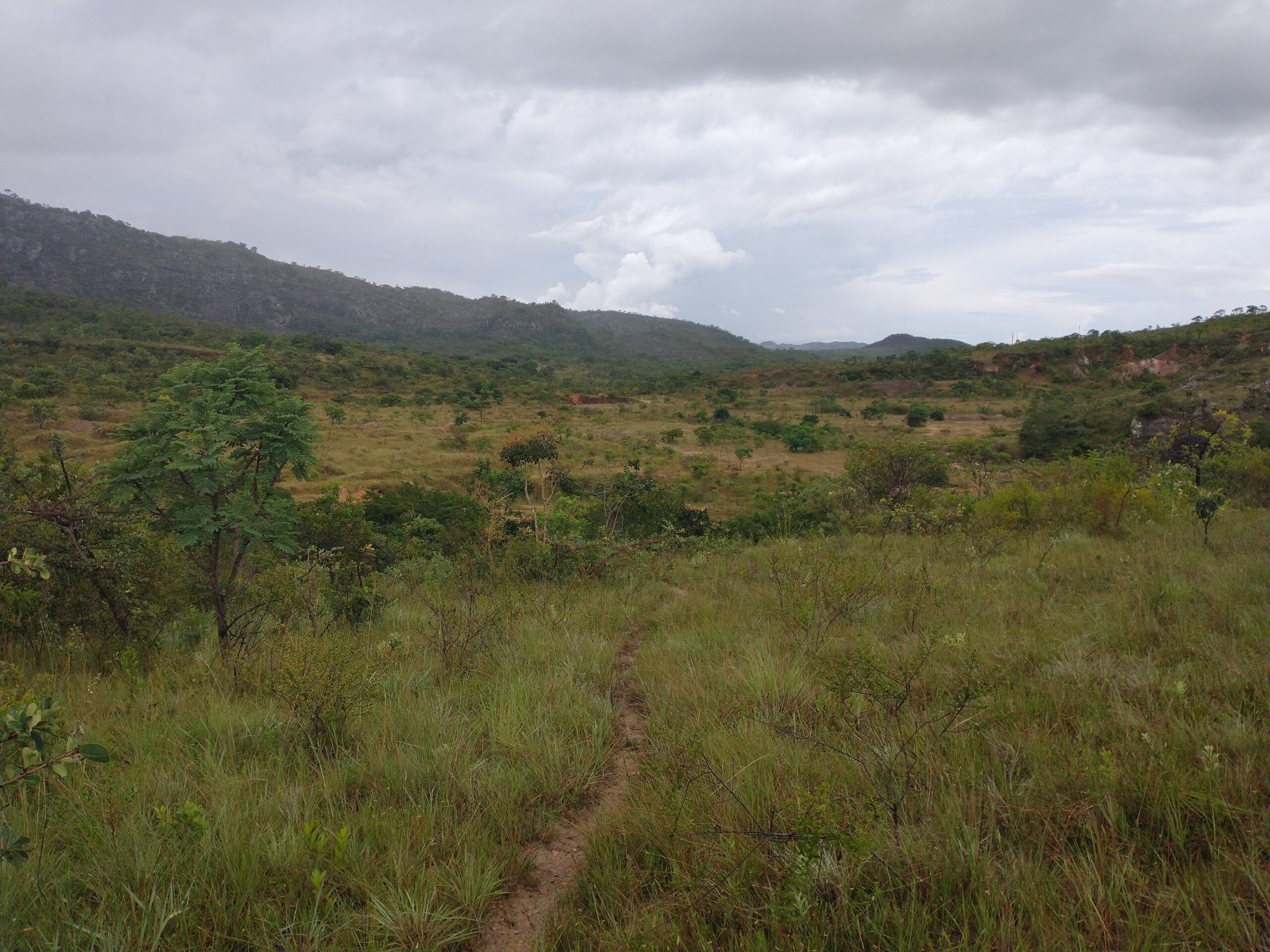 Cerrado vegetation