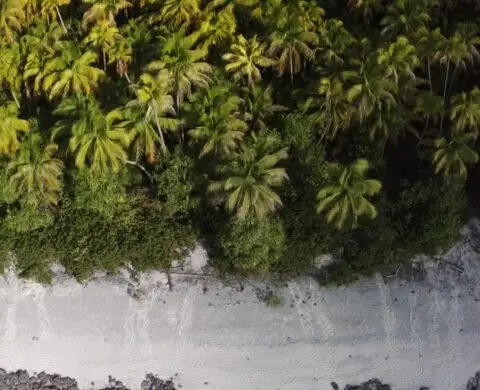Aerial view of lush tropical palms and white beach.