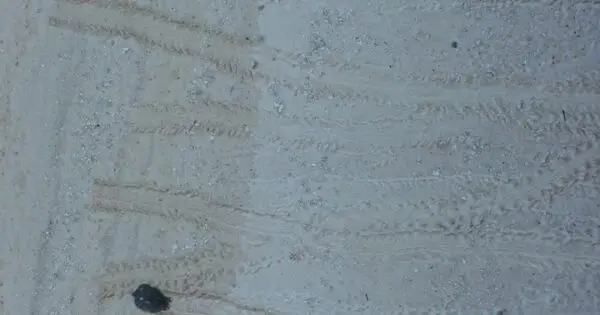 Turtle tracks on sandy beach surface