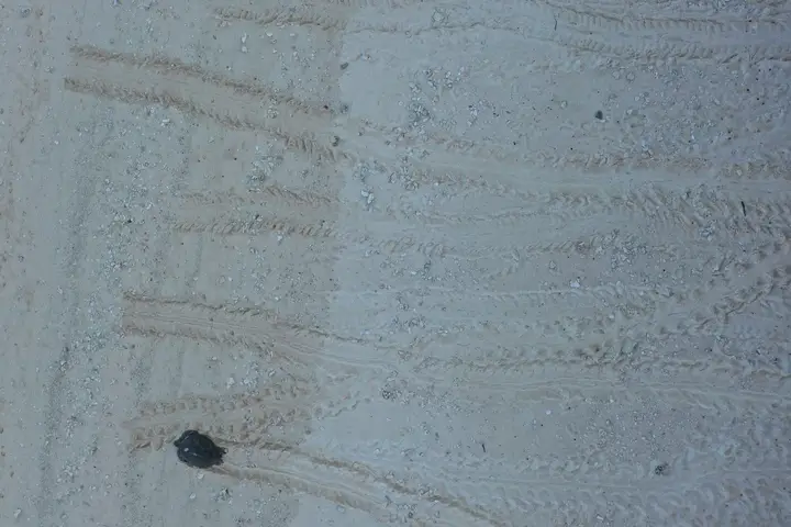 Turtle tracks on sandy beach surface
