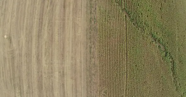 Aerial view of contrasting agricultural fields.