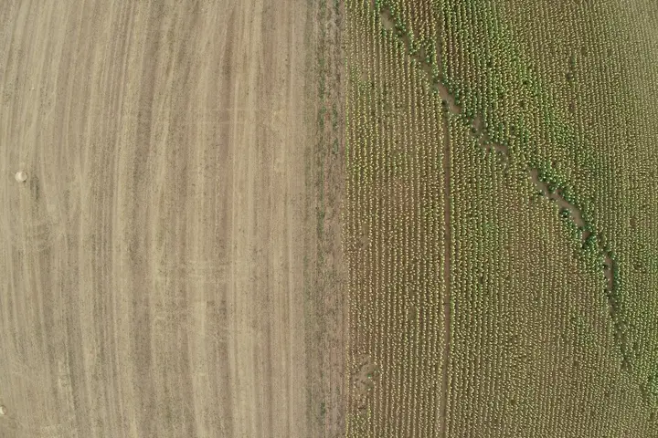 Aerial view of contrasting agricultural fields.