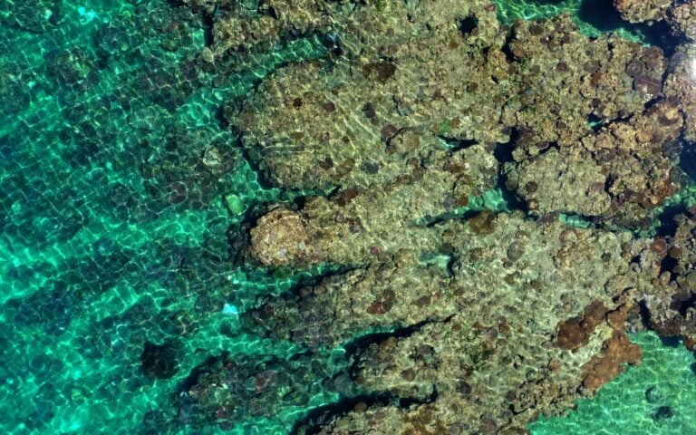 Above view of coral reef in clear water.