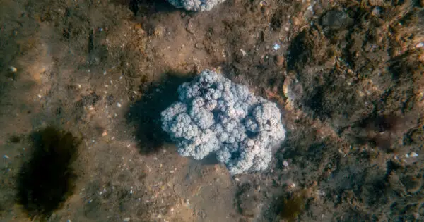 Underwater coral formations on a sandy ocean floor.