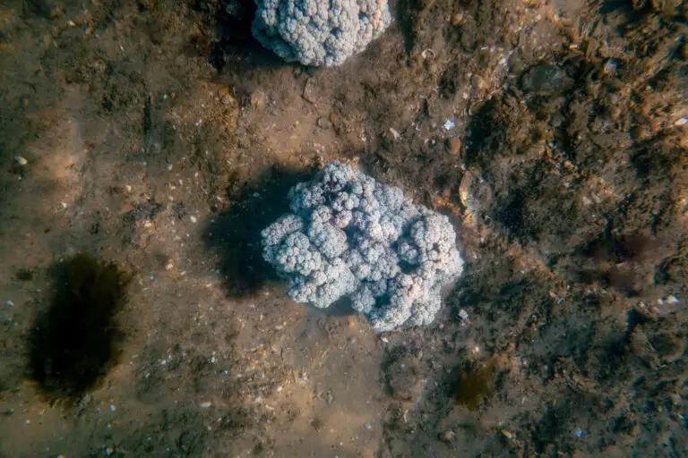 Underwater coral formations on a sandy ocean floor.