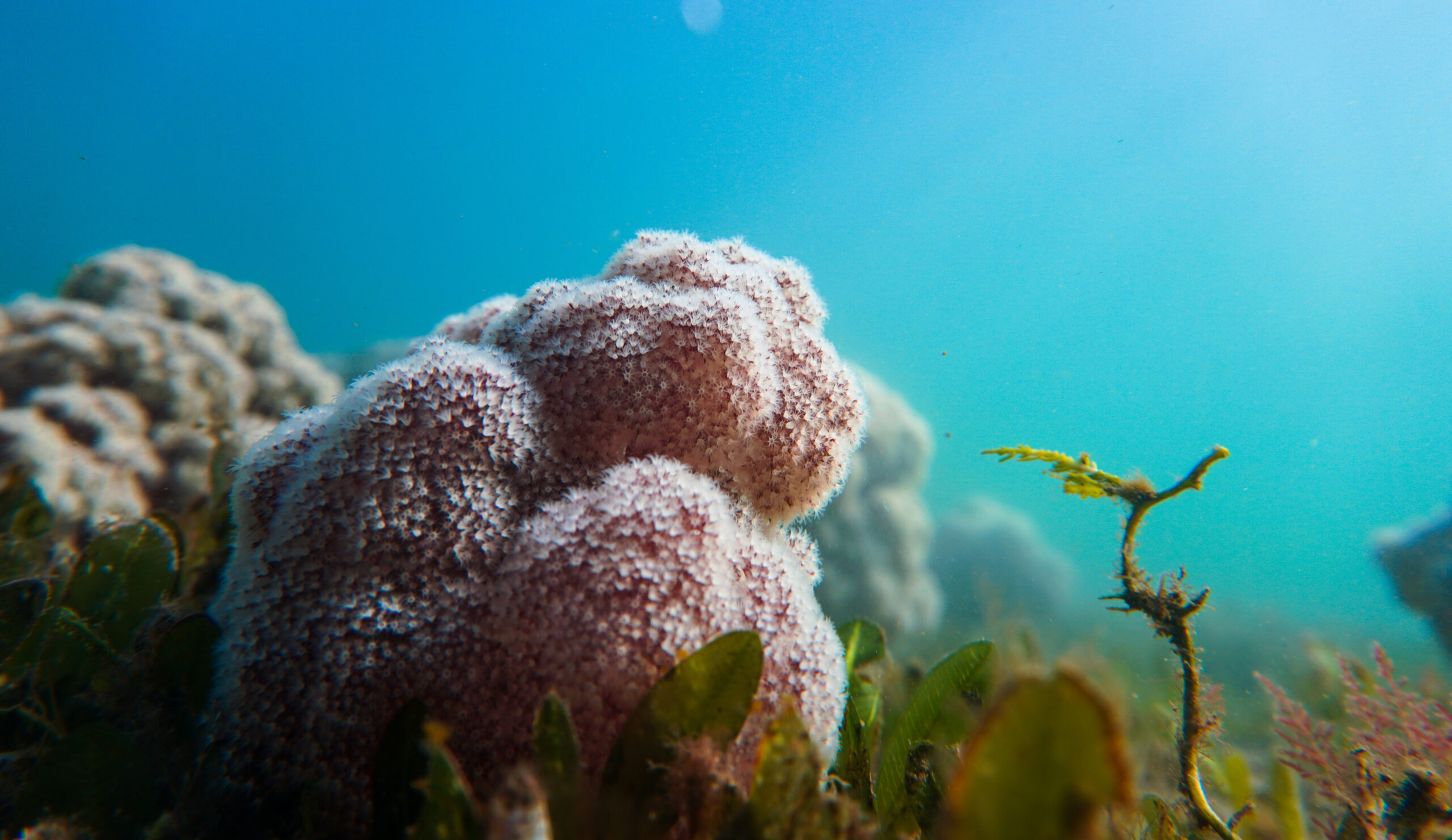 cauliflower coral