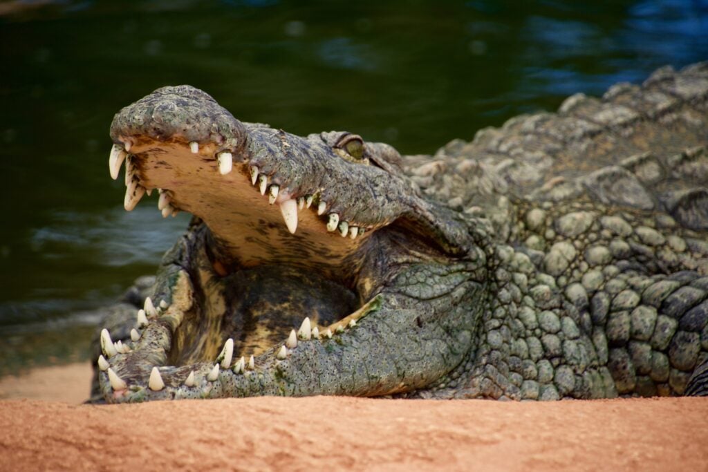 Lying crocodile with mouth wide open