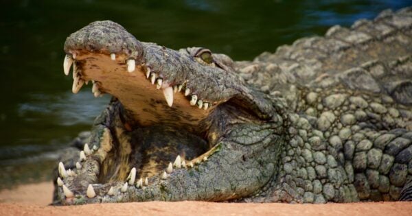 Lying crocodile with mouth wide open