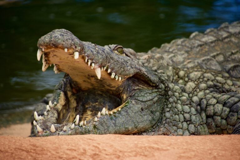 Lying crocodile with mouth wide open